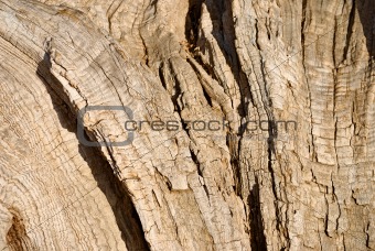 dry wood