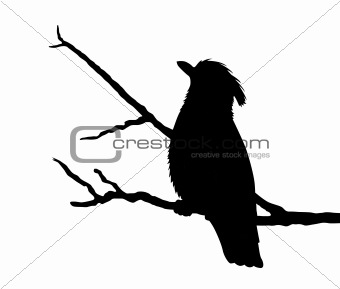 bird silhouette on white background