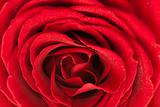 Scarlet rose texture