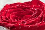 Side shot of a scarlet red rose