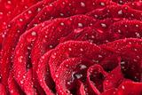 Scarlet rose closeup