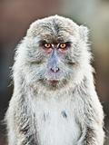 Macaque portrait