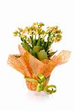 flowering kalanchoe wrapped as a gift isolated on white
