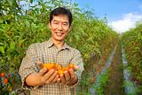 asian farmer holding tomato on his farm