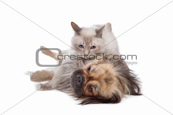 dog and Cat