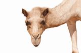 isolated camel head