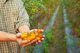 hand of farmer holding  tomato