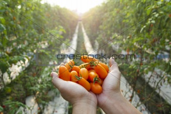 hand of farmer holding  fresh tomato