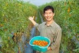 successful asian farmer holding tomato on his farm