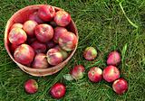 Overhead shot of a basket of freshly picked apples