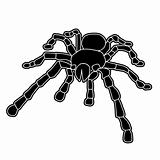 Tattoo of black widow isolated on white background.