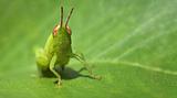 Green funny grasshopper on a leaf - business card format