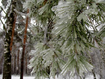 Pine branches in ice