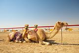 Robot camel racing