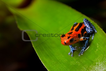 red striped poison frog in rainforest Peru