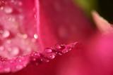 Flower With RainDrops