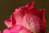 Flower With RainDrops