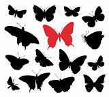 Butterfly collection

