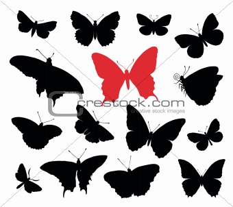 Butterfly collection
