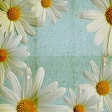 paper blue background with camomile 