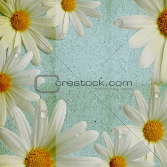 paper blue background with camomile 