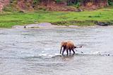 Young elephant in the river