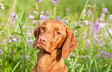 Closeup Portrait of a Vizsla Dog with Wildflowers