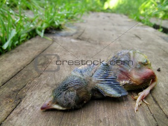 Dead Baby Robin Lying on a Wooden Board