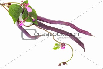 Violet kidney beans