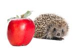 Hedgehog and apple