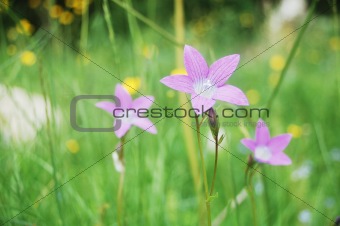bell-flower meadow