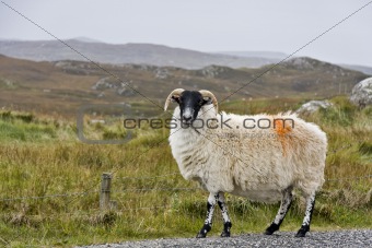 white sheep with black head