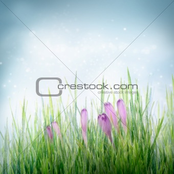 Spring floral background with crocus flowers
