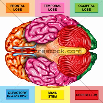 Human brain underside view