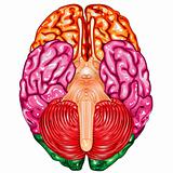 Human brain underside view vector