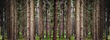 Wallpaper conifer forest