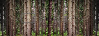 Wallpaper conifer forest