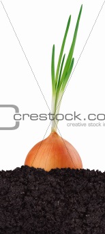 Green onion in the ground