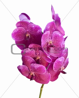 Orchid Flowers
