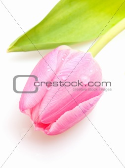 Pink Tulip 