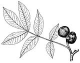 Plant Carya glabra (Pignut hickory)