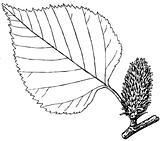 Plant Betula ulmifolia