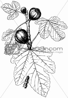 Plant Ficus carica (Common fig)