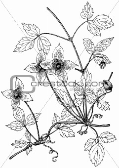 Plant Clematis montana (Anemone Clematis)