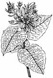 Plant Calycanthus occidenialis (Sweetshrub)