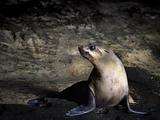 Seal in Australia