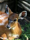 Young fawn