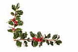 Two sprigs of holly