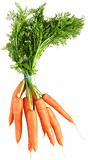 bunch of carrots with tails, isolated