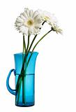 white gerberas in a simple blue jug, isolated